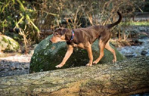 貝拉400哩的約定電影劇照2