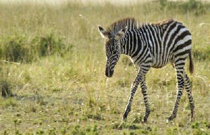 地球：奇妙的一天電影劇照3