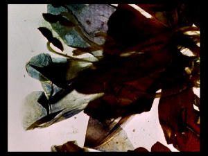 神奇生物宇宙 (M+ Cinema Programmes)電影劇照3