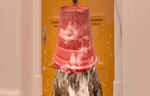 柏靈頓2電影劇照5