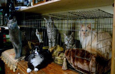 億萬喵星人電影劇照6