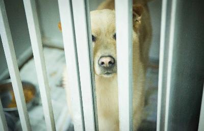 狗狗沒有家電影劇照11