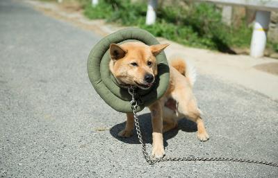 狗狗沒有家電影劇照9