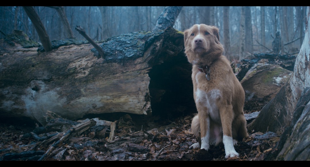 夜汪汪 心慌慌電影劇照1