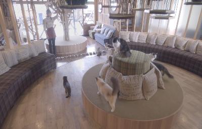 貓之Café電影劇照2