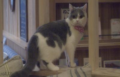 貓之Café電影劇照10