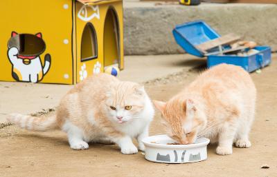 貓咪收集之家電影劇照2